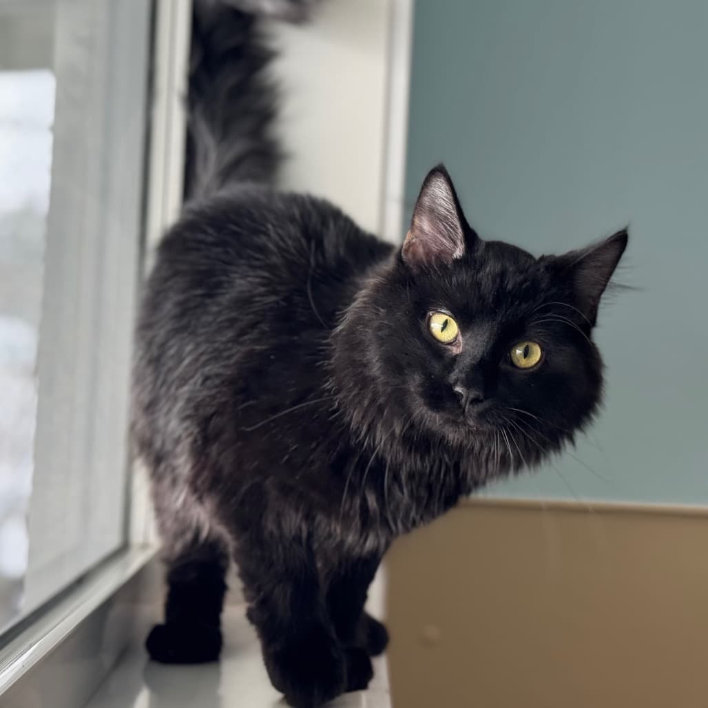 Misery - Domestic Longhair available for adoption