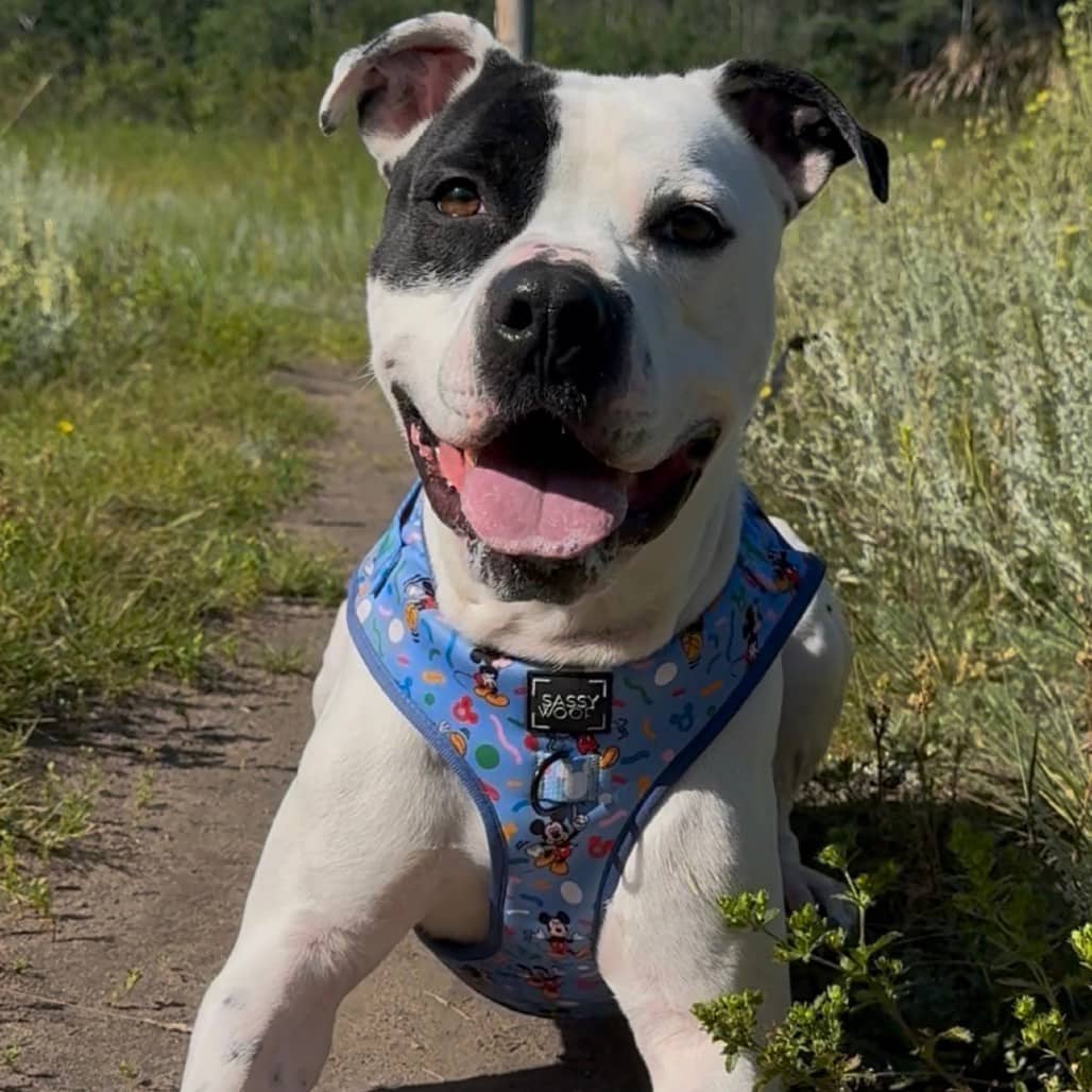 Angus - Mixed Breed (Medium) available for adoption in Saskatchewan