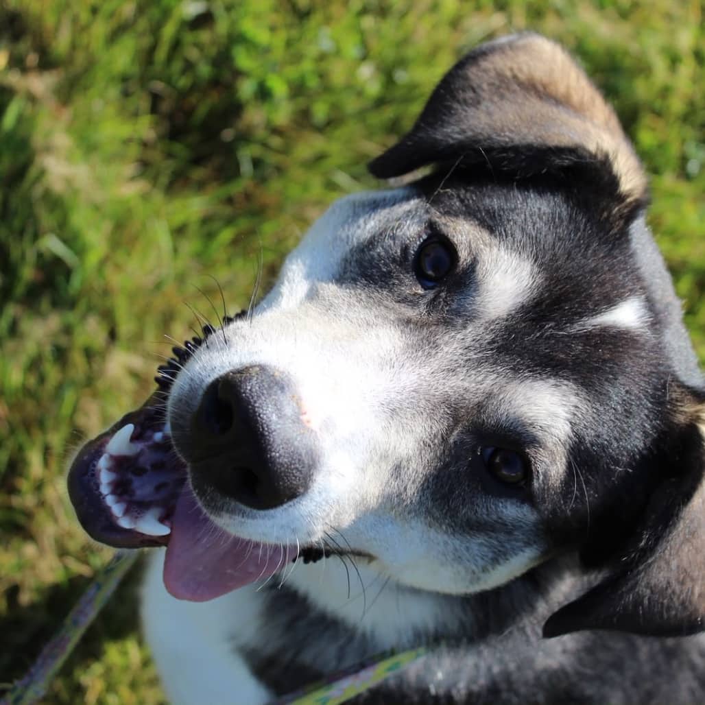 Viktor - HUSKY, SIBERIAN/MIX available for adoption in Alberta