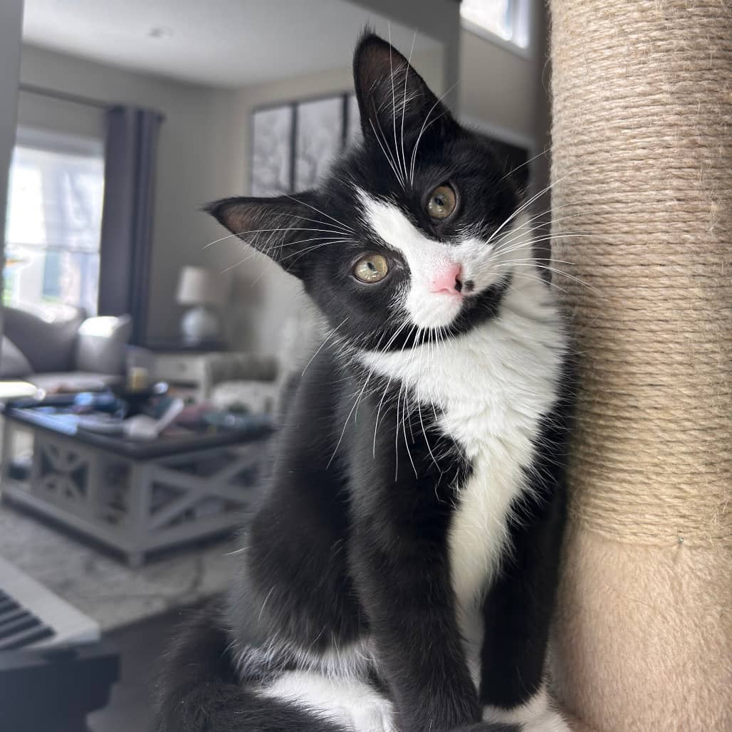 Millhouse - Domestic Shorthair cat available for adoption at SCARS in Edmonton (1 of 5)