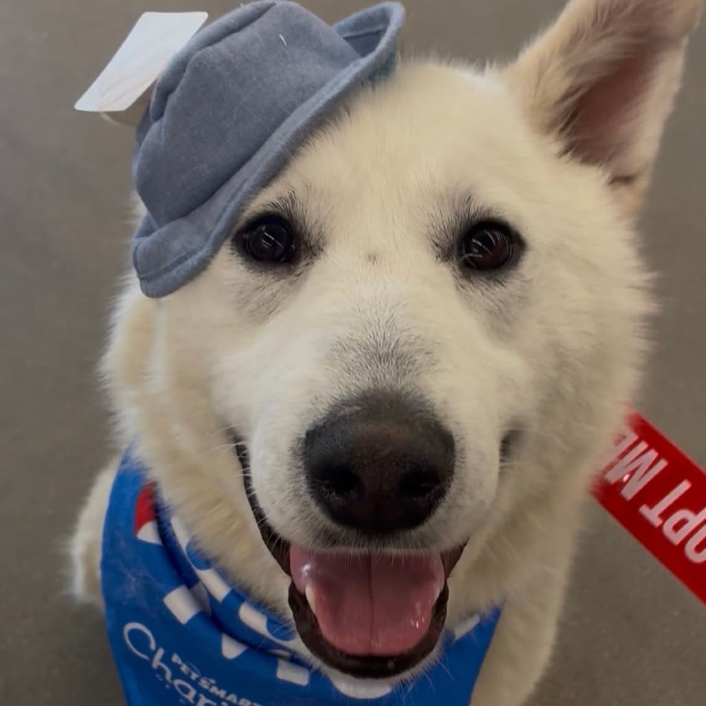 Rio - Shepherd / Mix available for adoption in Calgary