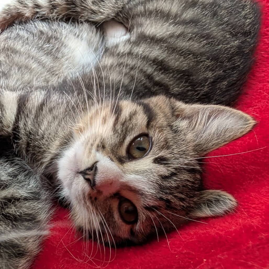 Chai - Domestic Shorthair cat available for adoption at SCARS in Edmonton (1 of 6)