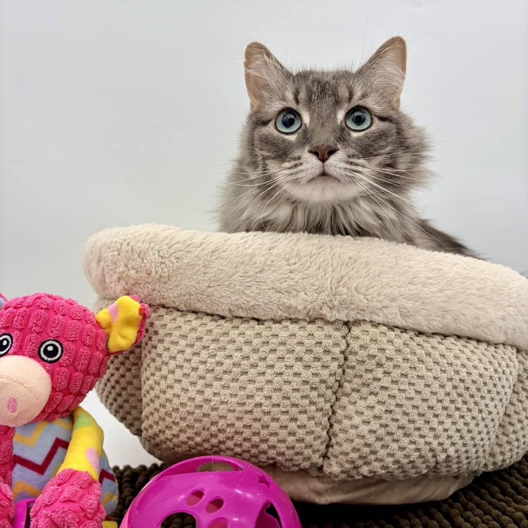 Lady Di - Domestic Longhair cat available for adoption at Moose Jaw Humane Society in Moose Jaw