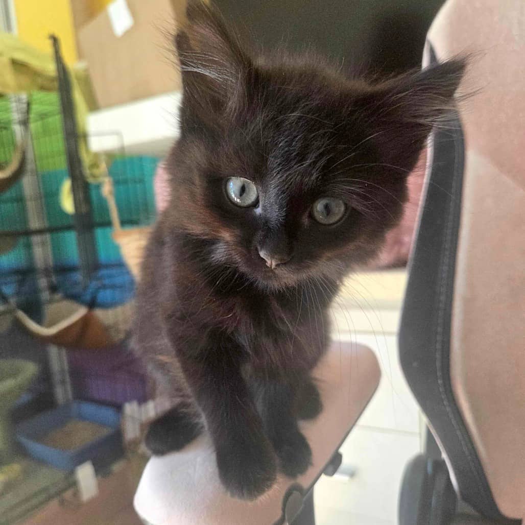 Anaheim - Domestic Medium Hair cat available for adoption at Vancouver Orphan Kitten Rescue Association in Vancouver