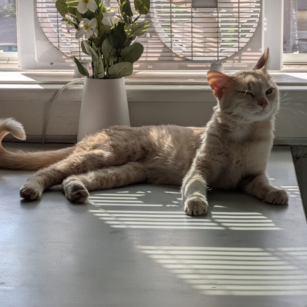 Chucky - Domestic Shorthair available for adoption