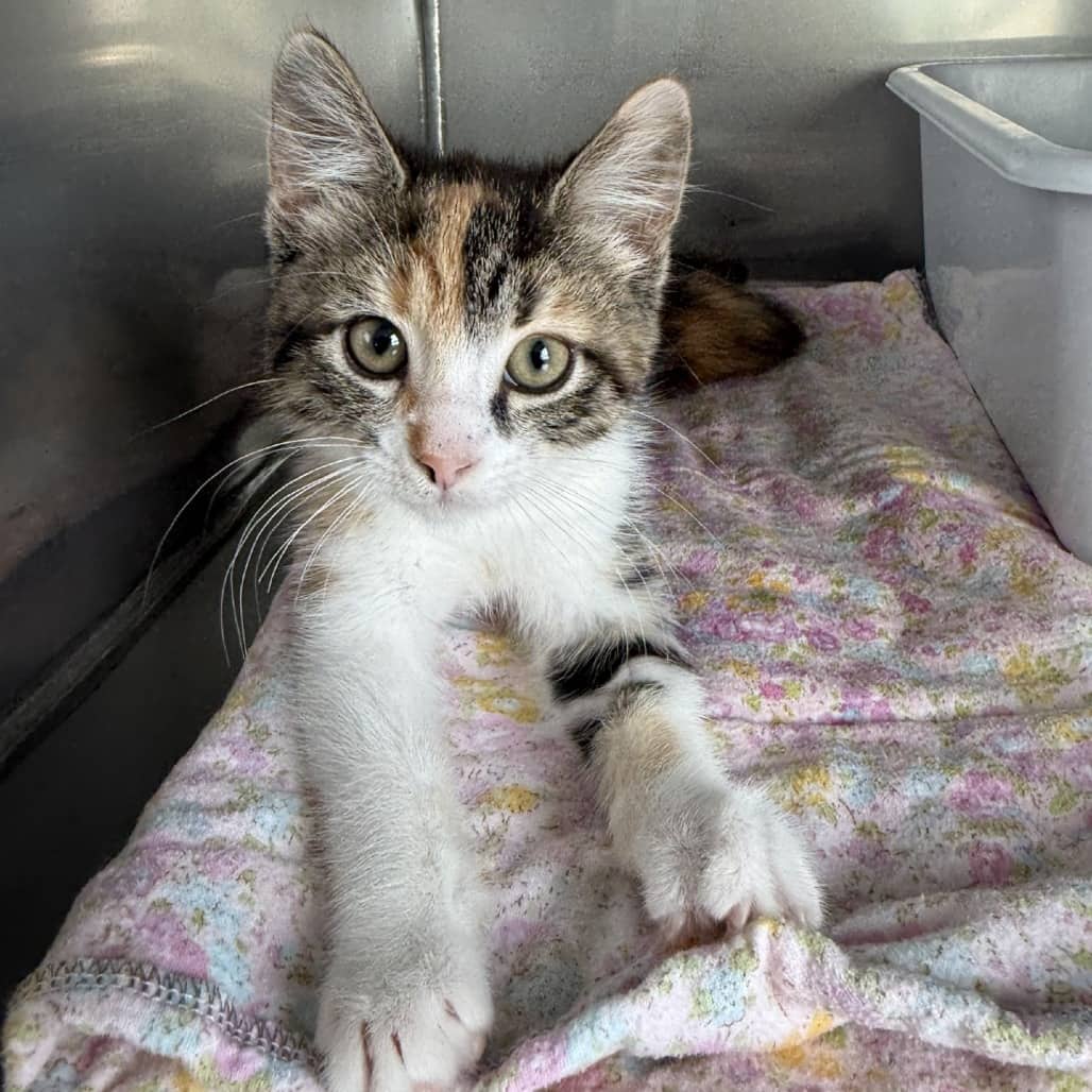 Blossom - Domestic Shorthair available for adoption
