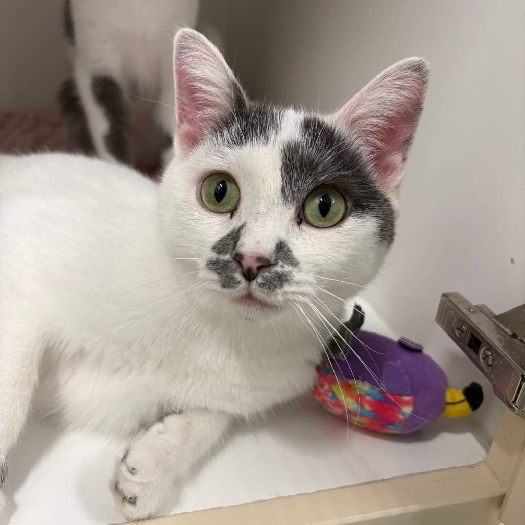 Pip - Domestic Shorthair available for adoption