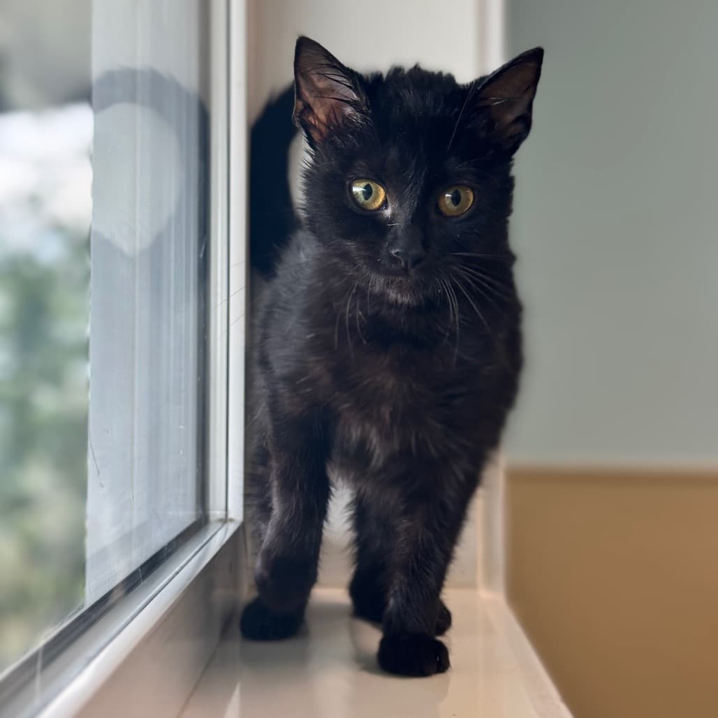 Eggs - Domestic Shorthair cat available for adoption at Prince Albert SPCA in Prince Albert