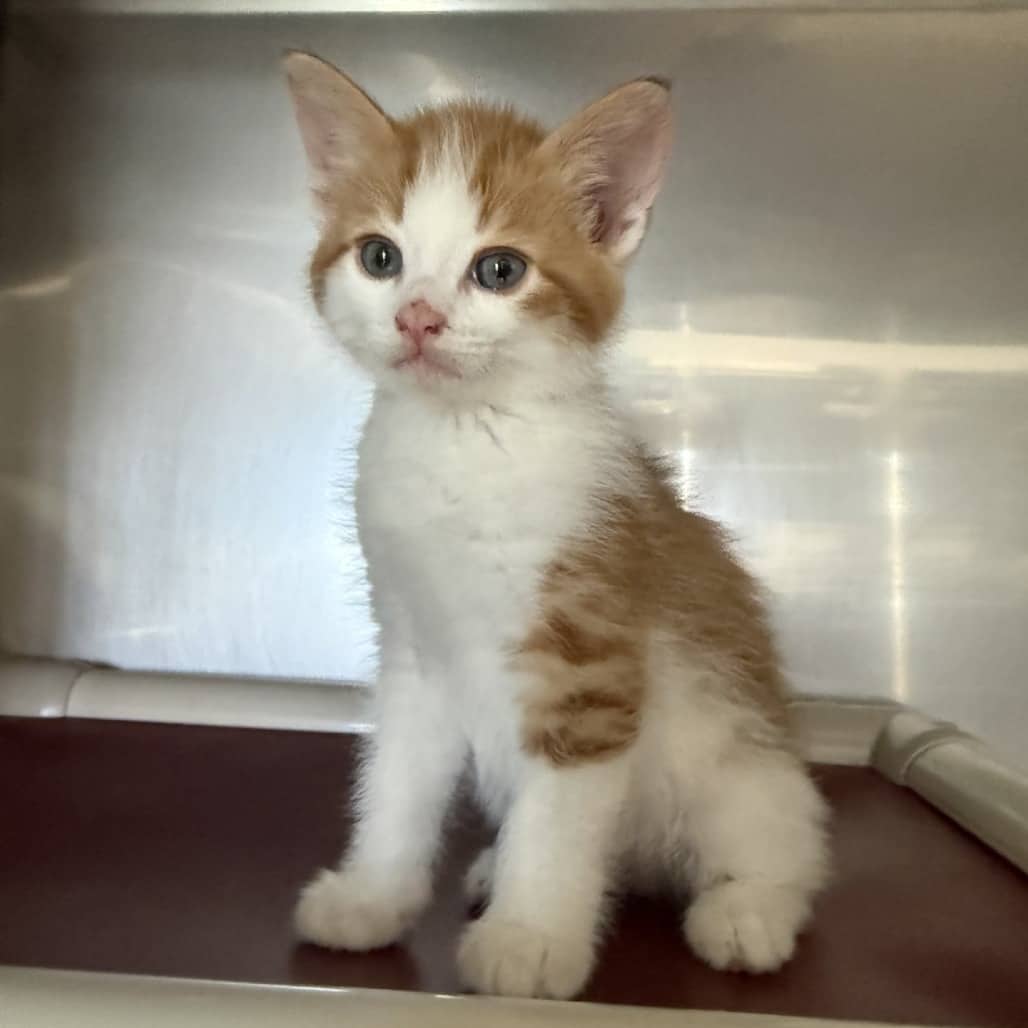 Bowser - Domestic Shorthair available for adoption