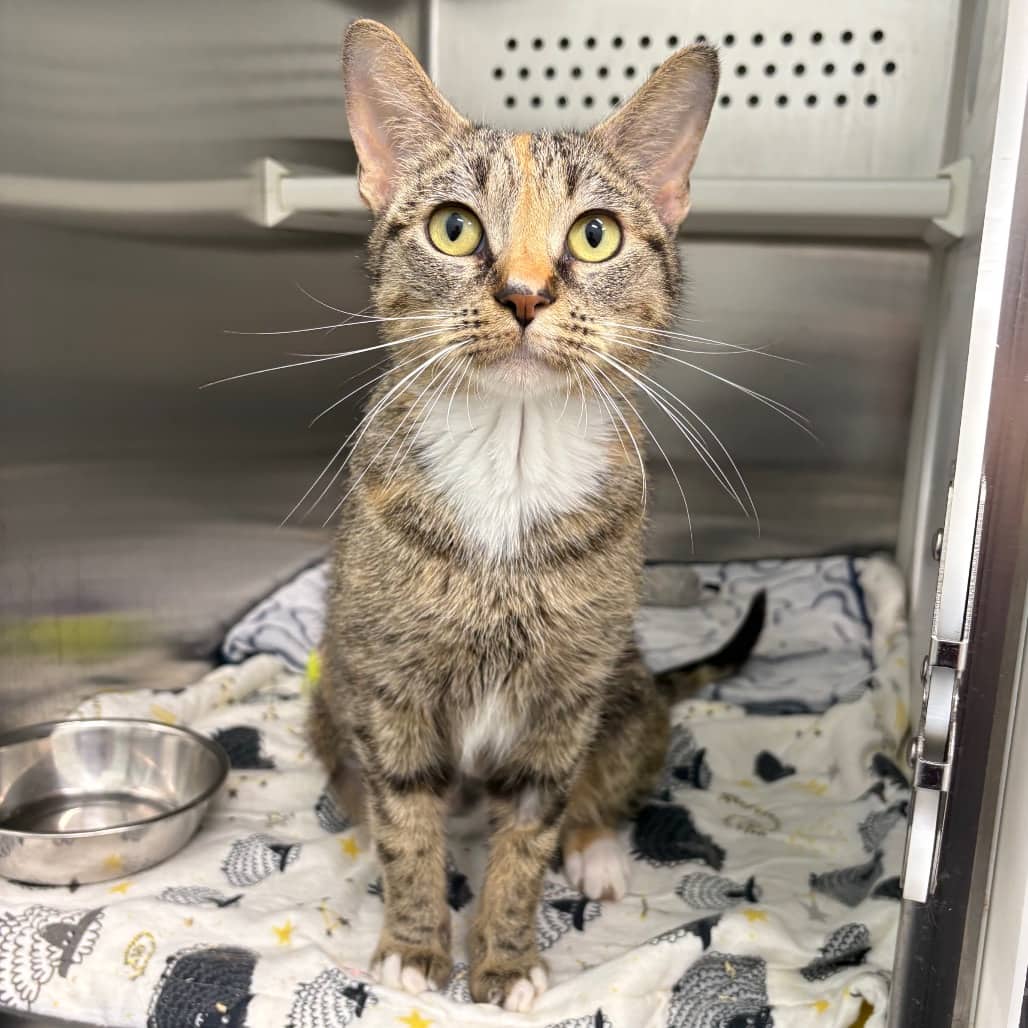 Porsche - Domestic Shorthair cat available for adoption at Saskatoon SPCA in Saskatoon