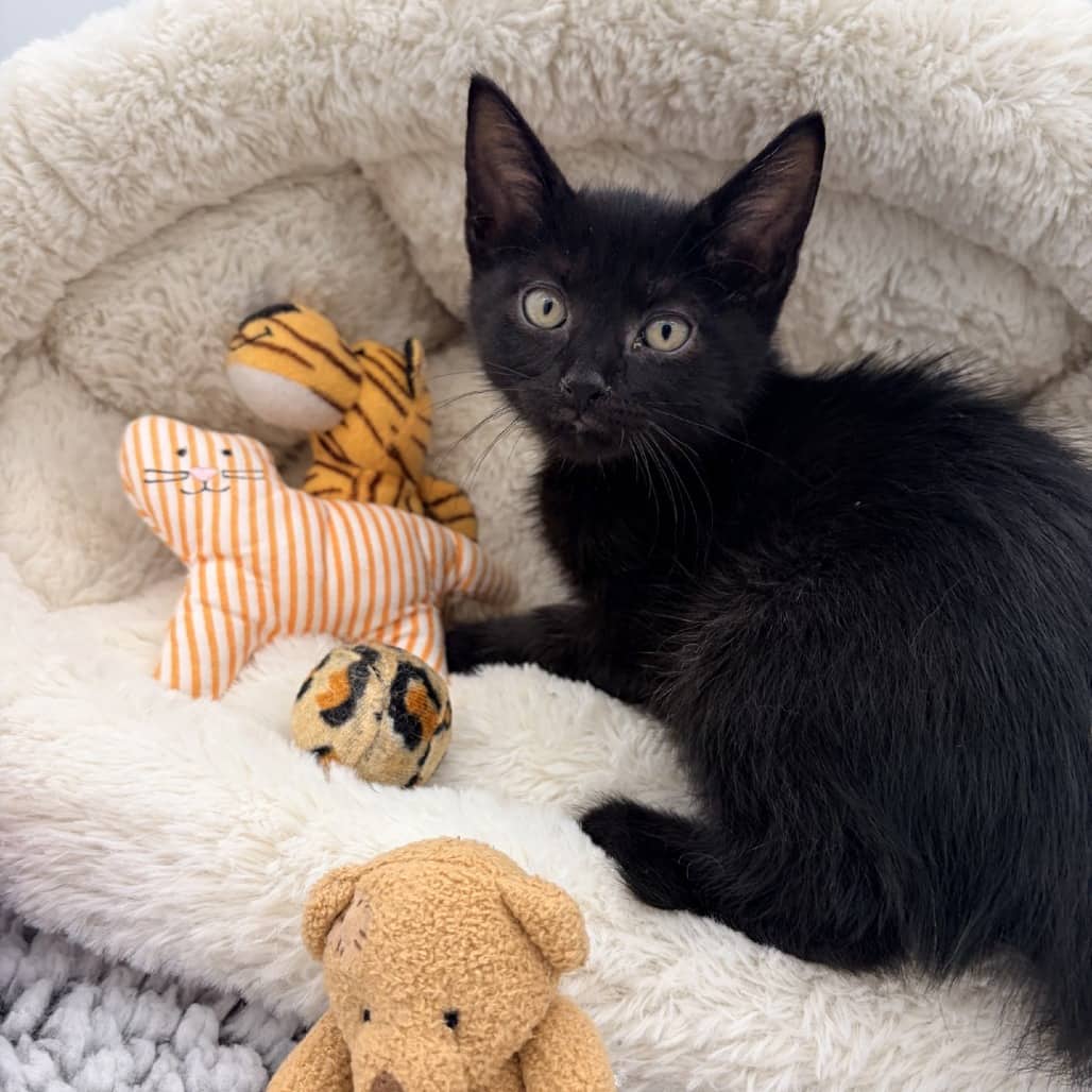 Heavenly Hash - Domestic Shorthair cat available for adoption in Saskatchewan