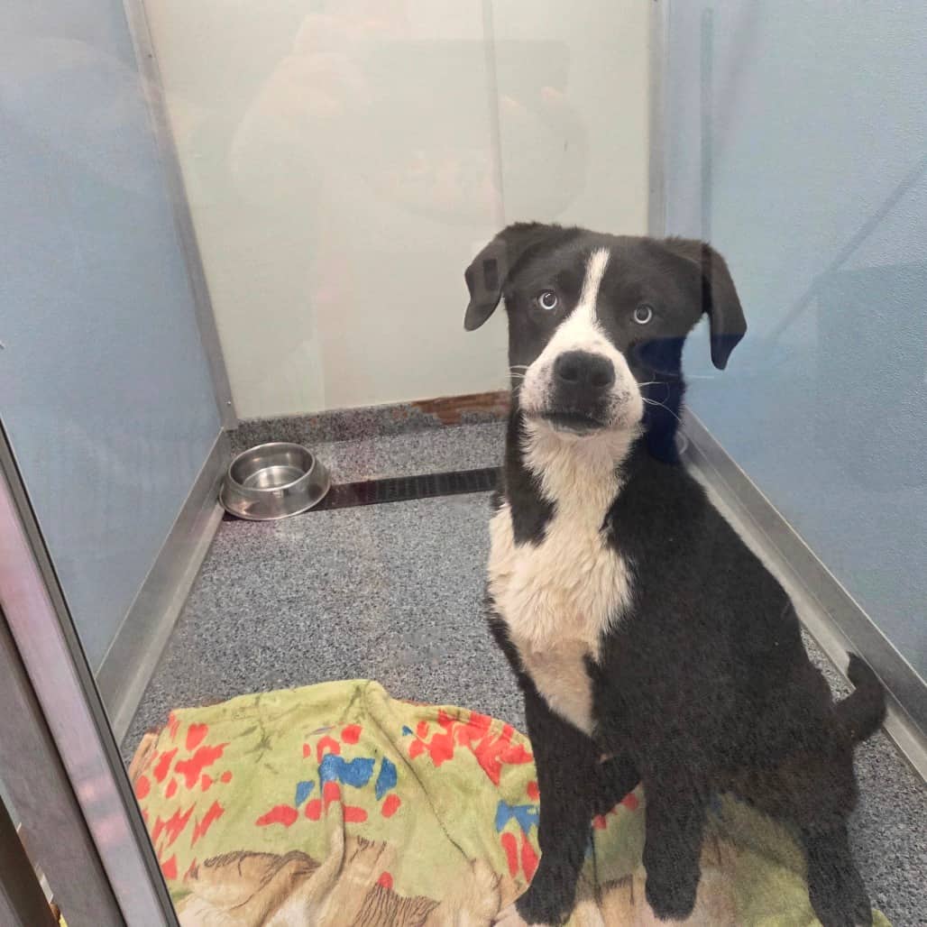 Domingo - Retriever, Black Labrador / Terrier, Pit Bull available for adoption