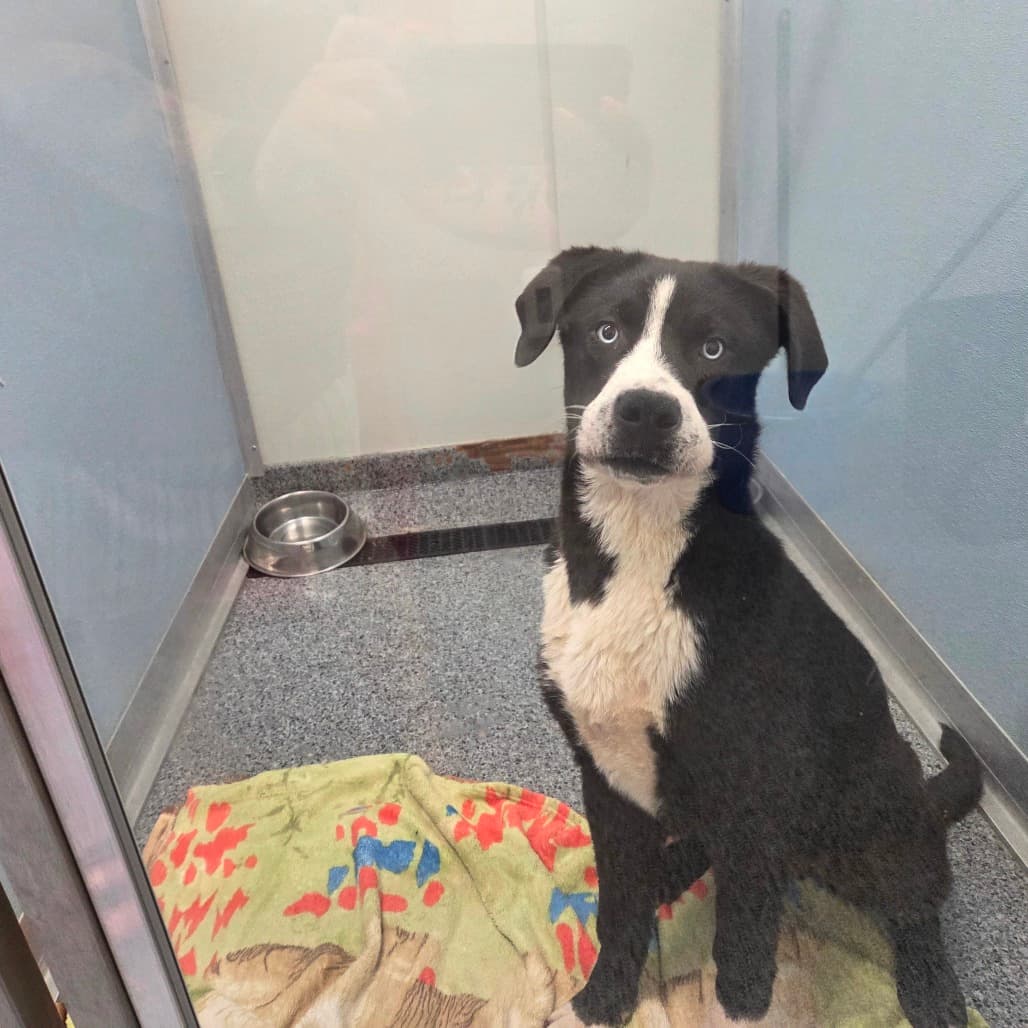 Domingo - Retriever, Black Labrador / Terrier, Pit Bull available for adoption in Calgary