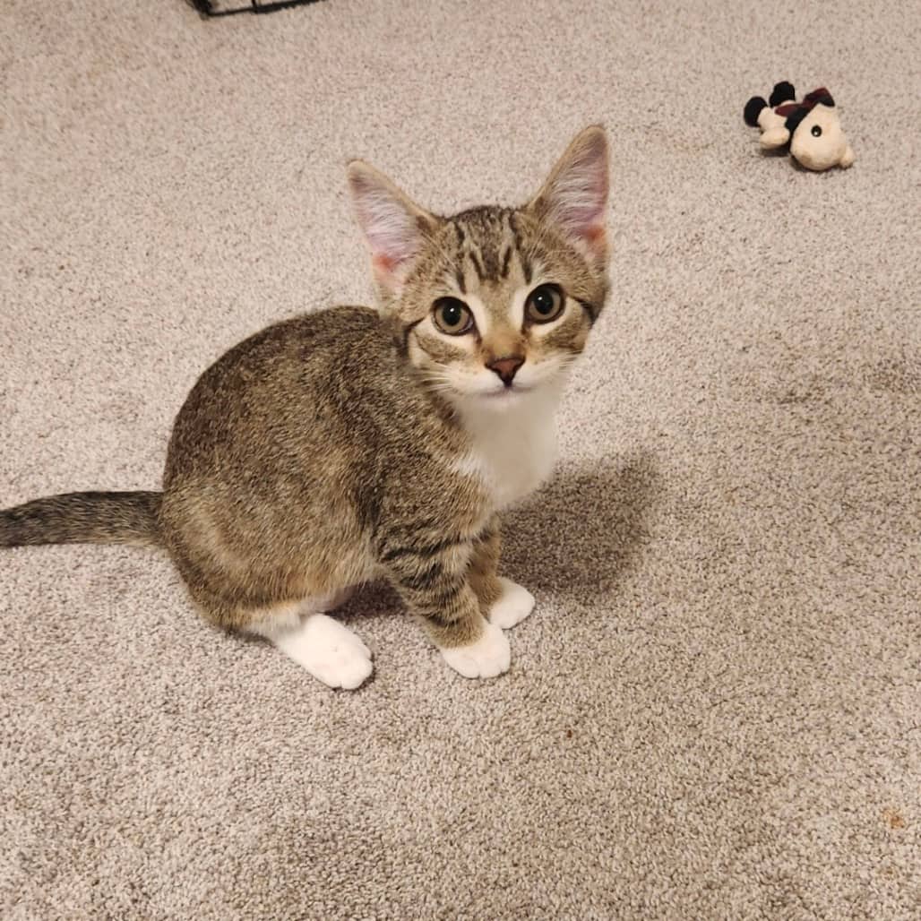 Nadine - Domestic Shorthair available for adoption