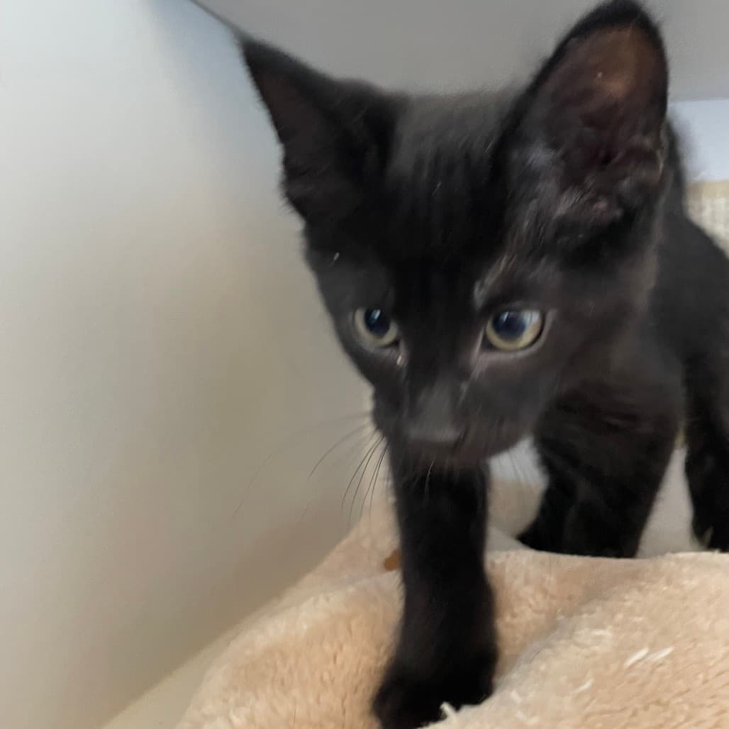Treat - Domestic Shorthair cat available for adoption at Battlefords Humane Society in Saskatchewan
