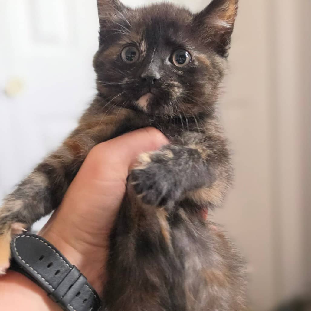 Truffle - Domestic Shorthair cat available for adoption at SCARS in Edmonton (1 of 4)