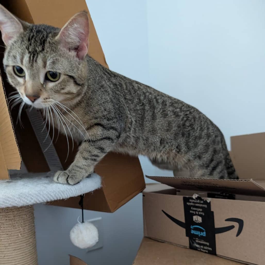 Monkey - Domestic Shorthair cat available for adoption at SCARS in Edmonton (1 of 6)