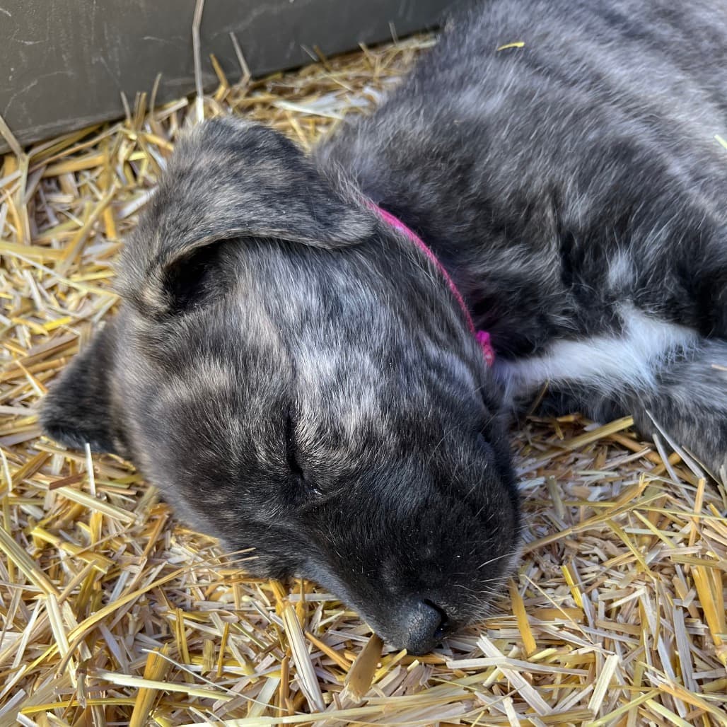 Havana - COLLIE, BORDER/MIX available for adoption at SCARS in Calgary