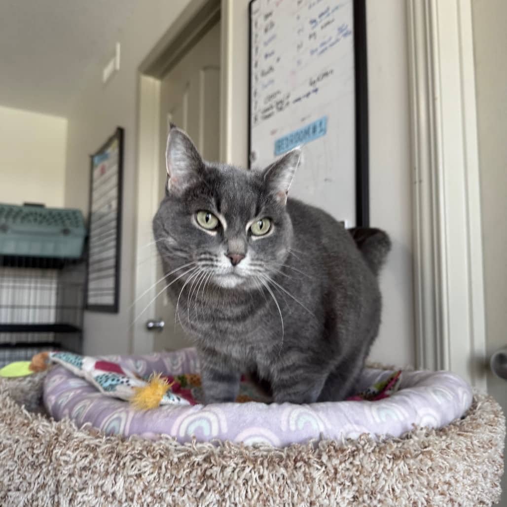Daisy Doo - Domestic Shorthair cat available for adoption in Alberta