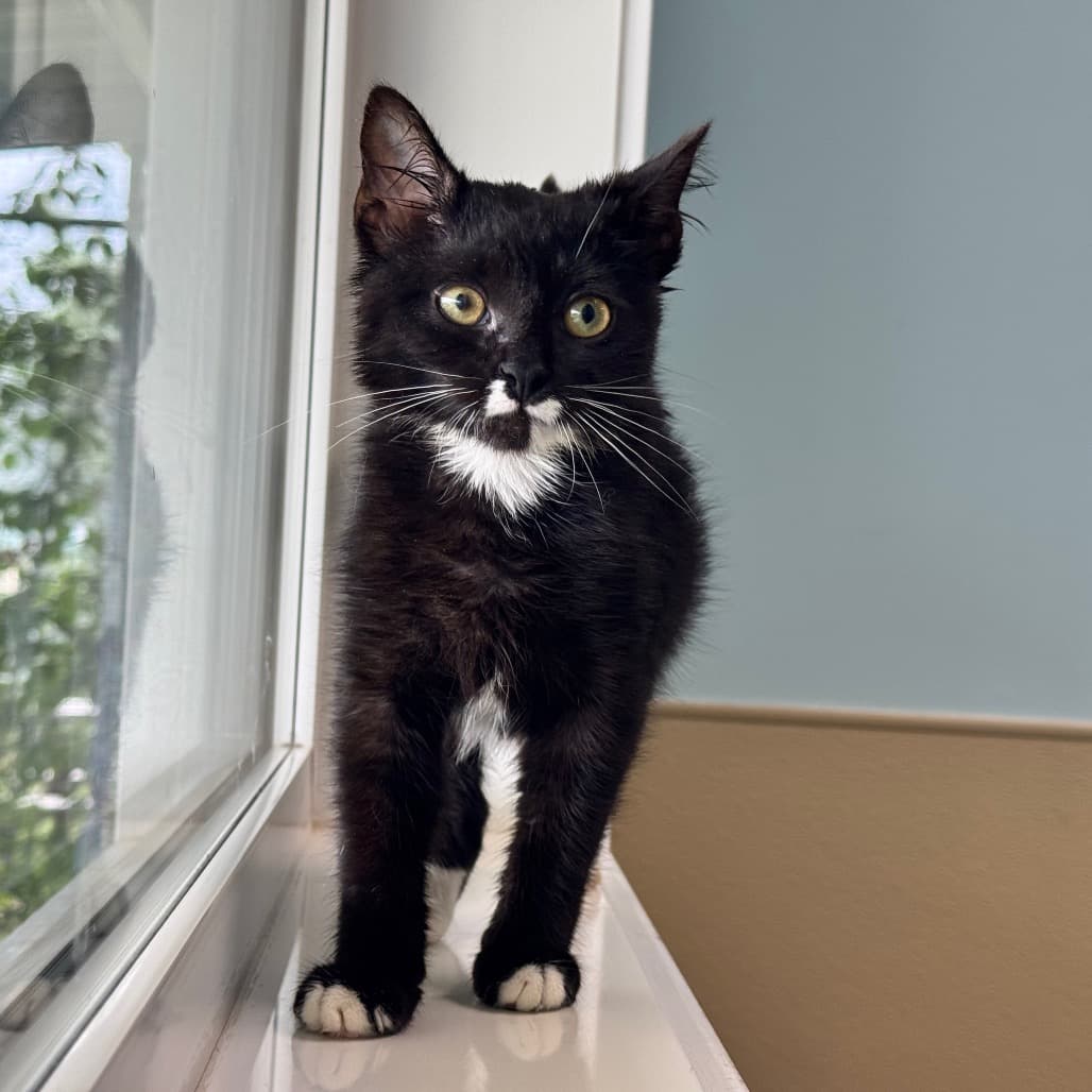 Bacon - Domestic Shorthair cat available for adoption at Prince Albert SPCA in Prince Albert