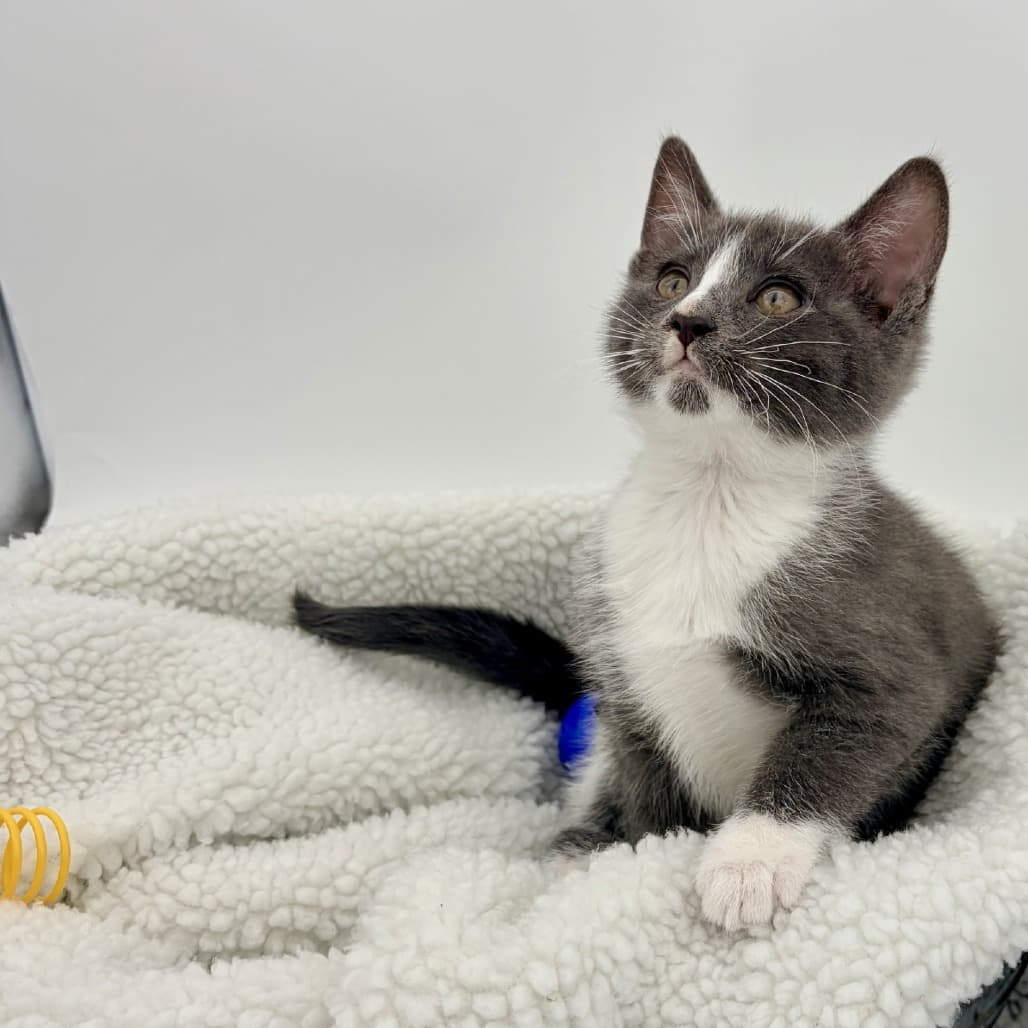Toby - Domestic Shorthair cat available for adoption at Moose Jaw Humane Society in Moose Jaw