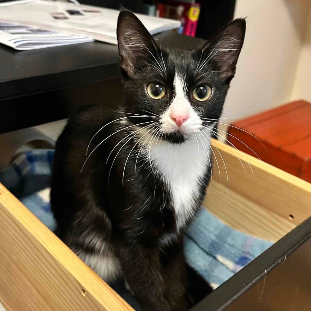 Sunny - Domestic Shorthair cat available for adoption at Vancouver Orphan Kitten Rescue Association in Vancouver