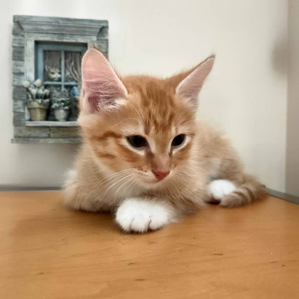 Chicken Nugget - Domestic Shorthair cat available for adoption at Vancouver Orphan Kitten Rescue Association in Vancouver