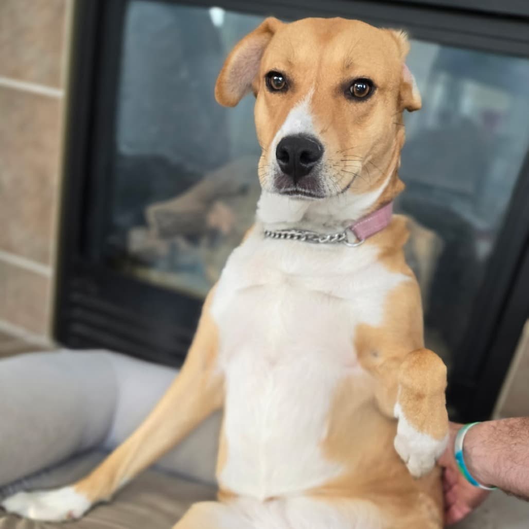 Pocket - SHEPHERD/MIX available for adoption
