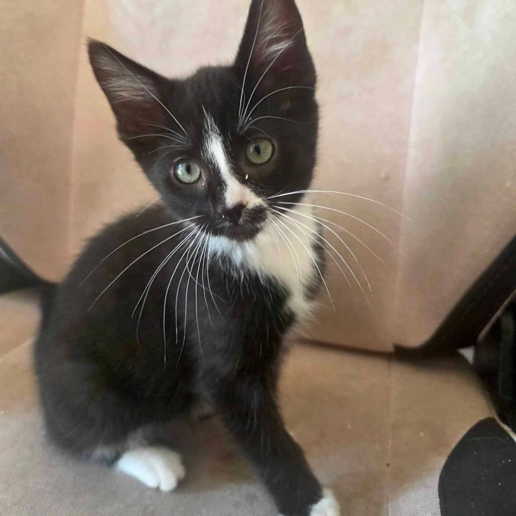 Pablano - Domestic Shorthair cat available for adoption at Vancouver Orphan Kitten Rescue Association in Vancouver
