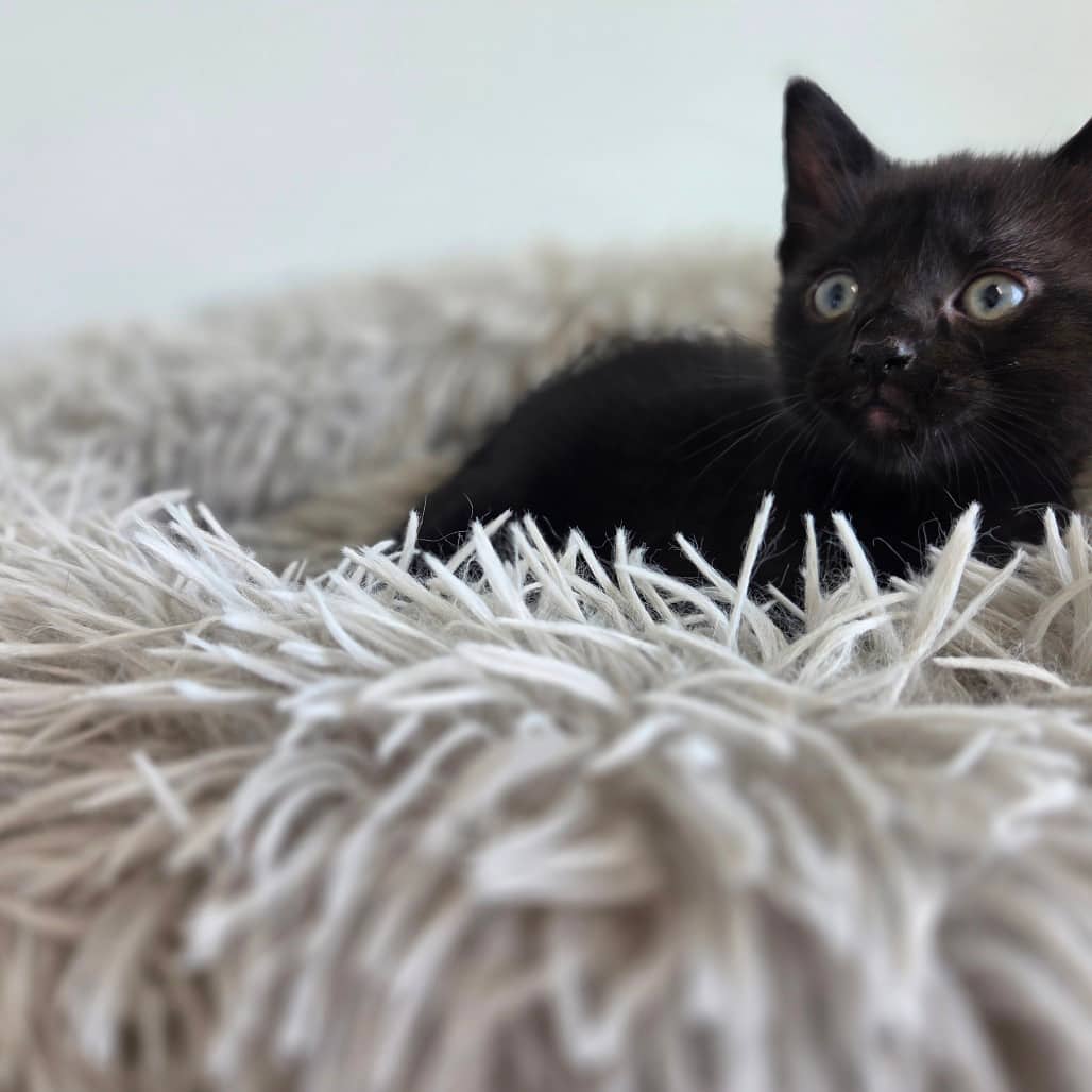 Oregano - Domestic Shorthair available for adoption