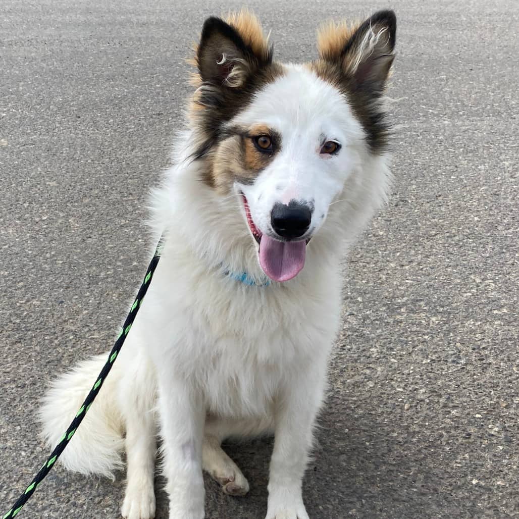 Subwoofer - Mixed Breed (Large) available for adoption in Calgary