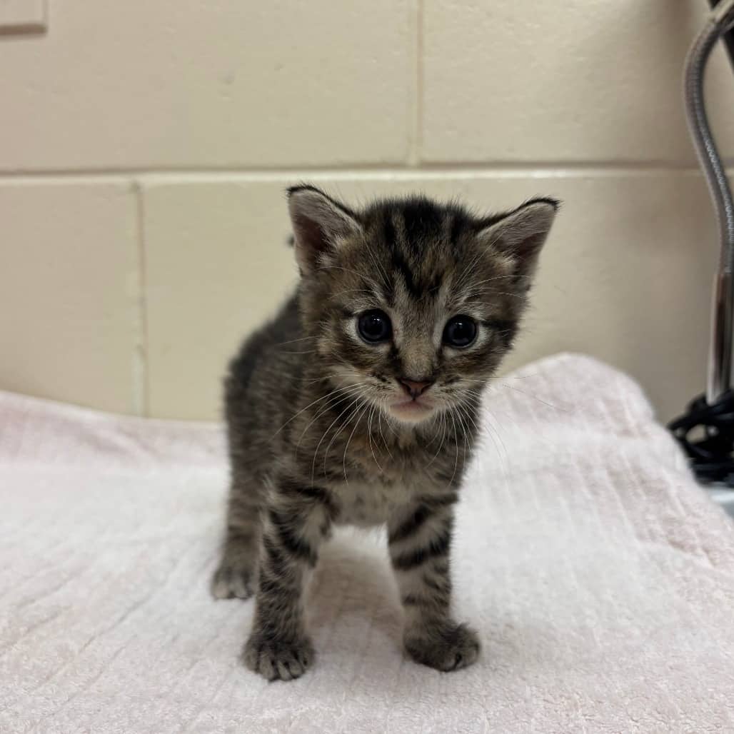 Walnut - Domestic Shorthair available for adoption