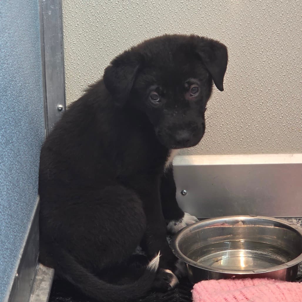 Vortex - Retriever, Black Labrador / Retriever, Labrador available for adoption in Calgary