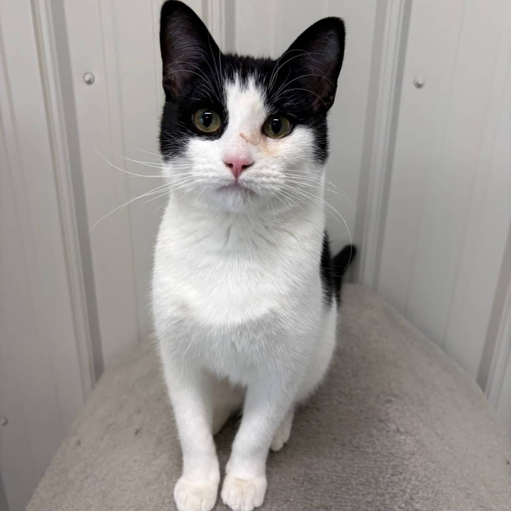 Fresno - Domestic Shorthair available for adoption