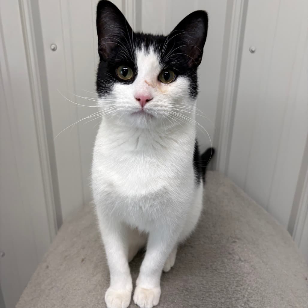 Fresno - Domestic Shorthair available for adoption