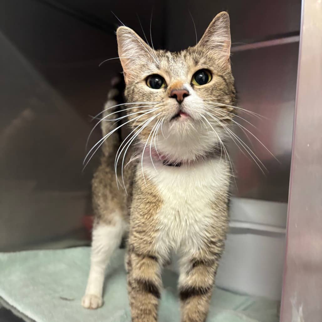 Triv - Domestic Shorthair cat available for adoption at SPCA Swift Current in Swift Current