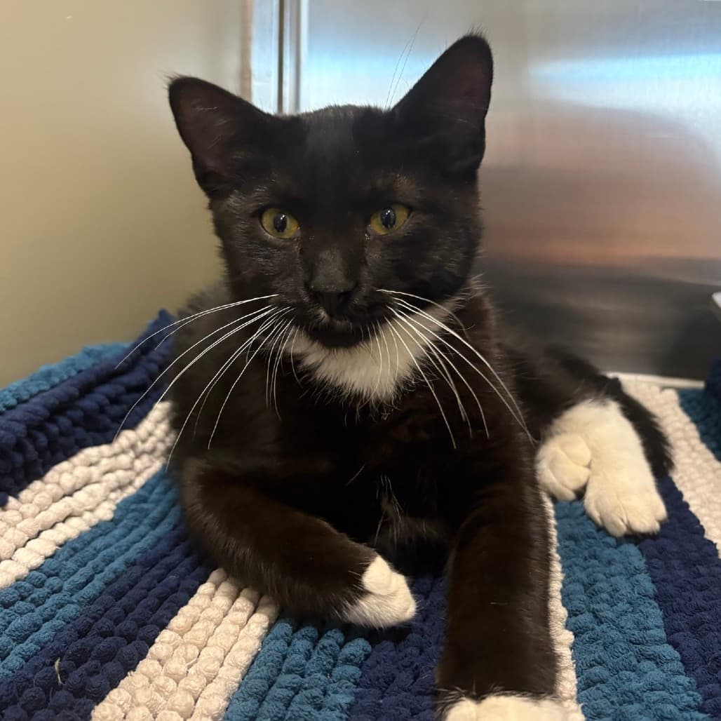 Jep - Domestic Shorthair cat available for adoption at Saskatoon SPCA in Saskatoon