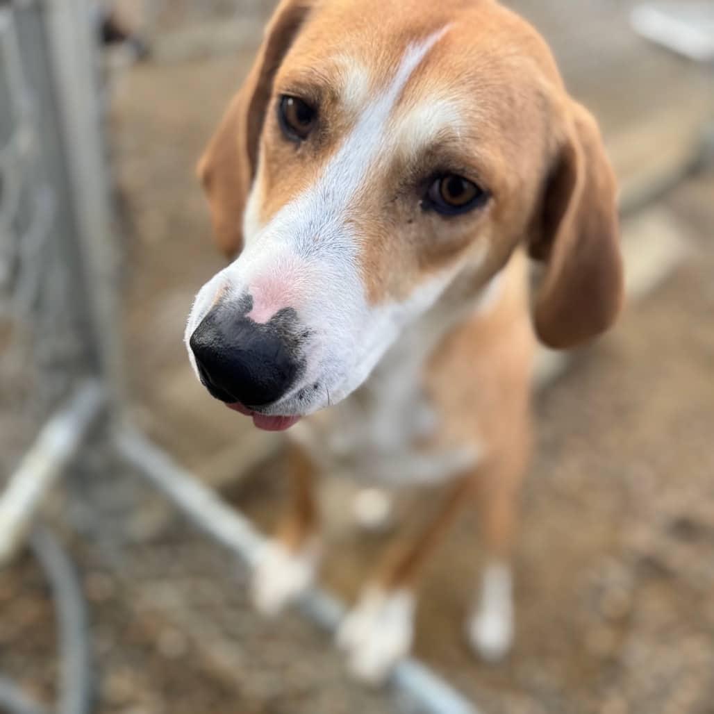 Stella - Coonhound available for adoption in Saskatchewan