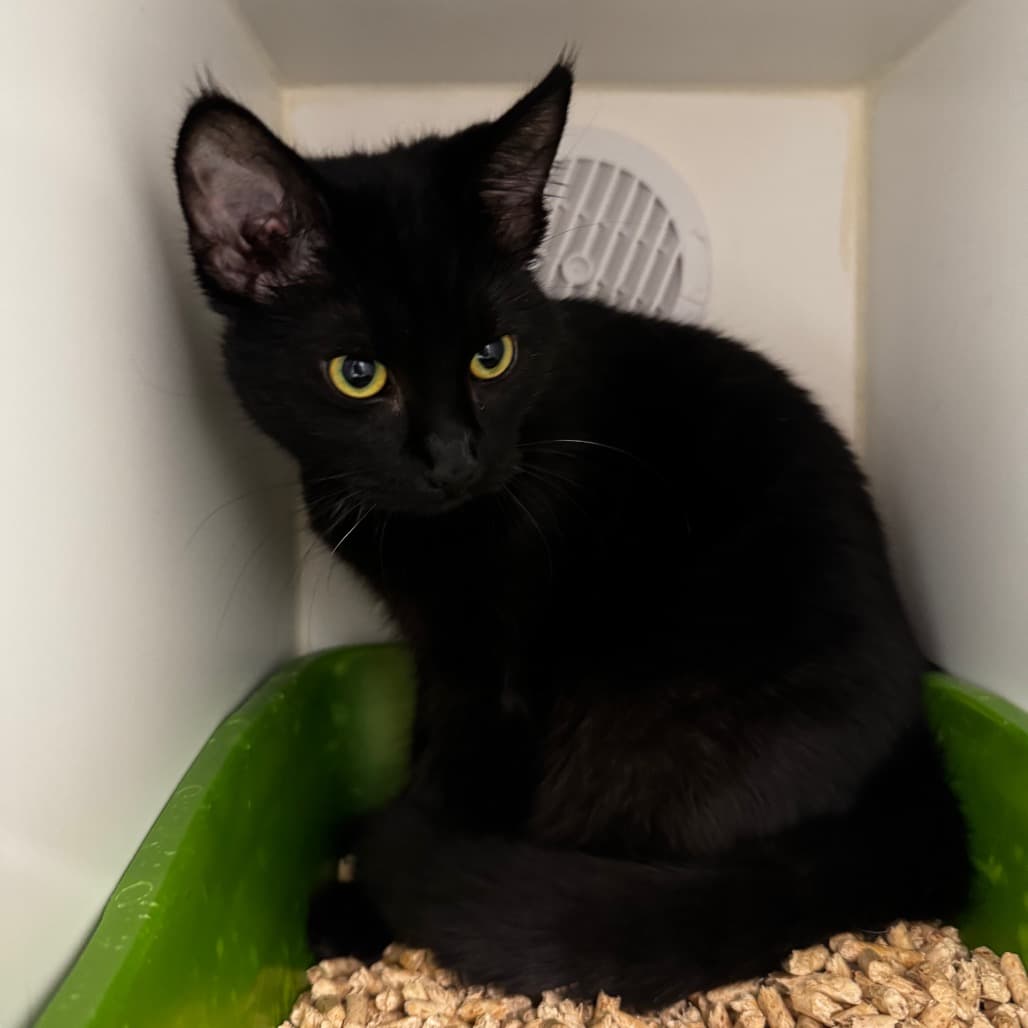 Chichi - Domestic Shorthair cat available for adoption at Saskatoon SPCA in Saskatoon