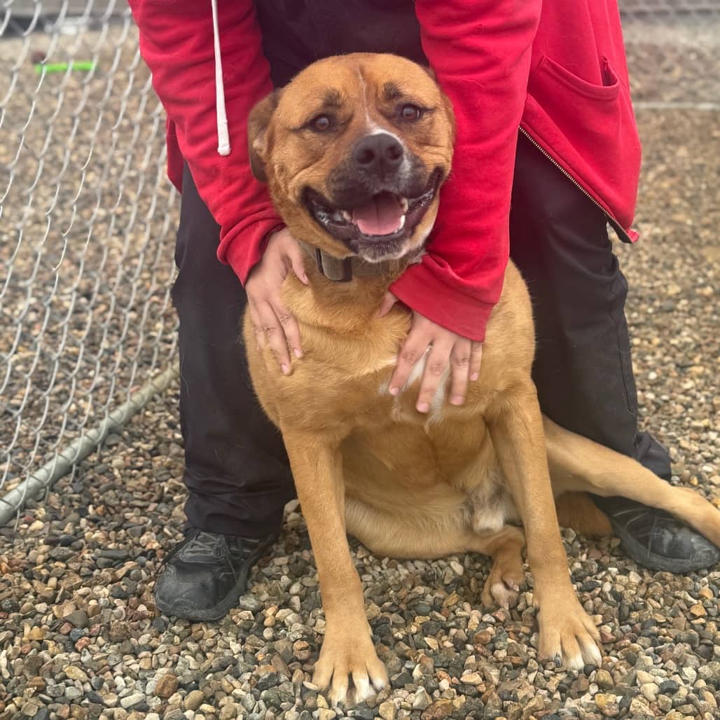 Milo - Bulldog / Rottweiler available for adoption in Saskatchewan
