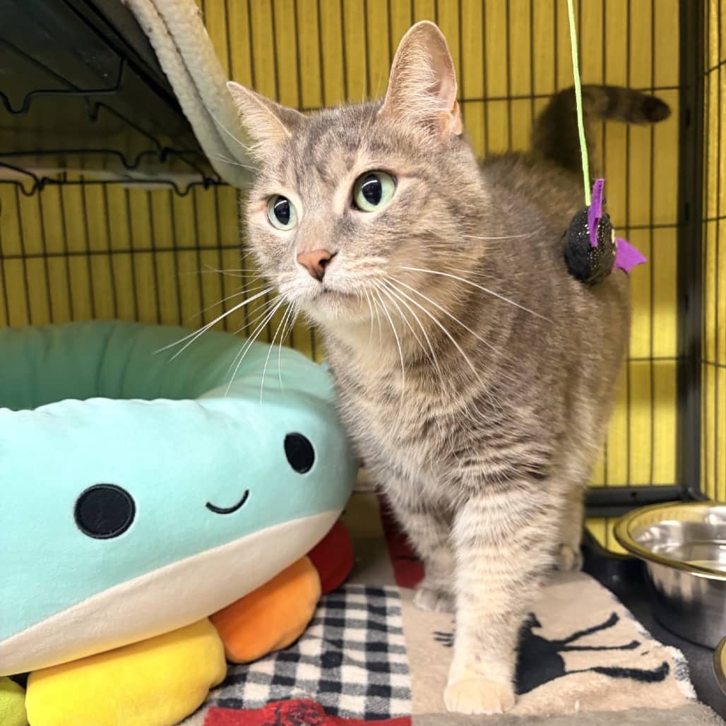 Rylee - Domestic Shorthair cat available for adoption at Moose Jaw Humane Society in Moose Jaw