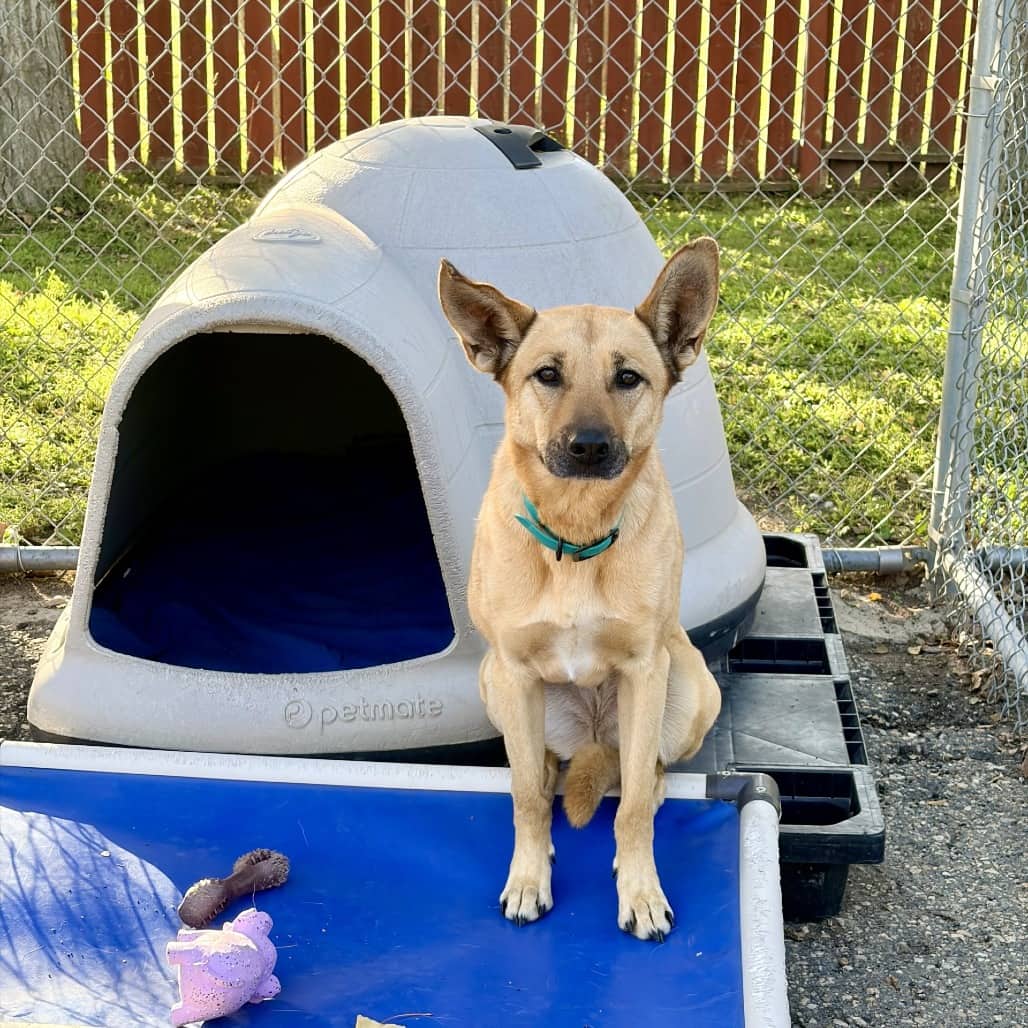 Star - Shepherd available for adoption in Saskatchewan