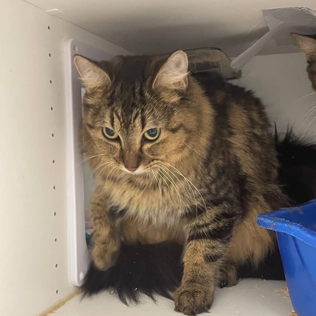 Doris - Domestic Medium Hair cat available for adoption at Battlefords Humane Society in North Battleford