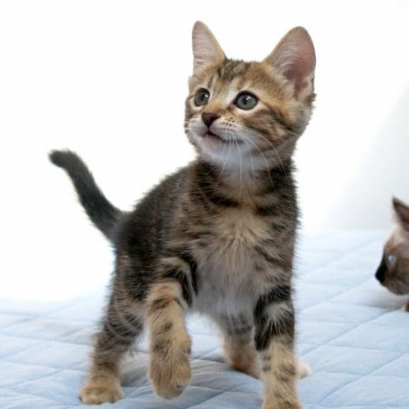 Score - Domestic Shorthair cat available for adoption at Vancouver Orphan Kitten Rescue Association in Vancouver