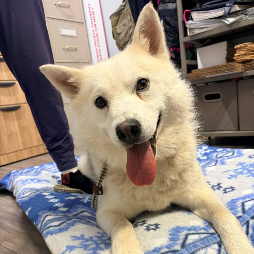 Lucky - Husky / Shepherd, Australian available for adoption in Saskatchewan