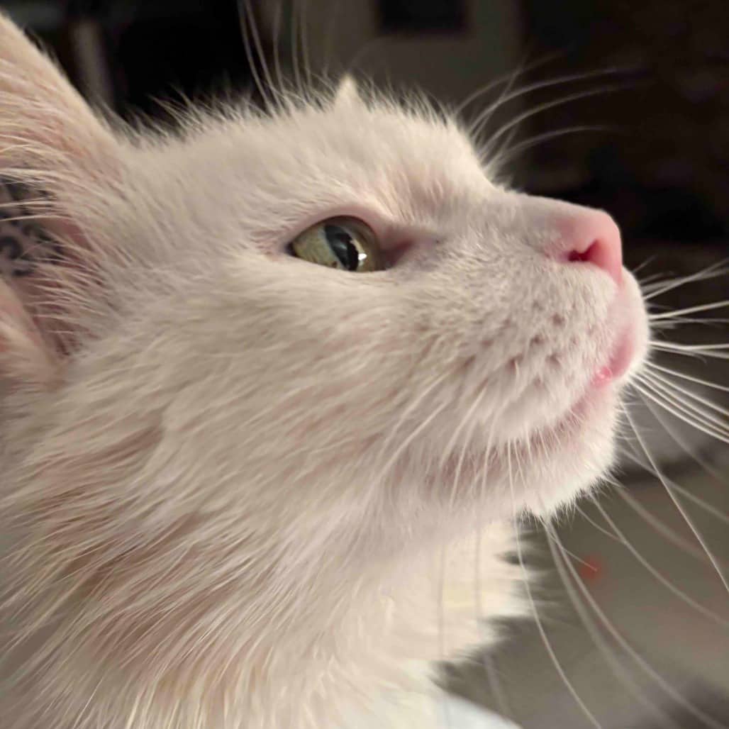 Duchess - Domestic Medium Hair available for adoption