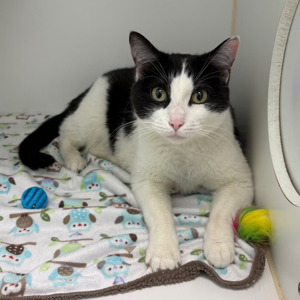 Gucci - Domestic Shorthair cat available for adoption at Saskatoon SPCA in Saskatchewan