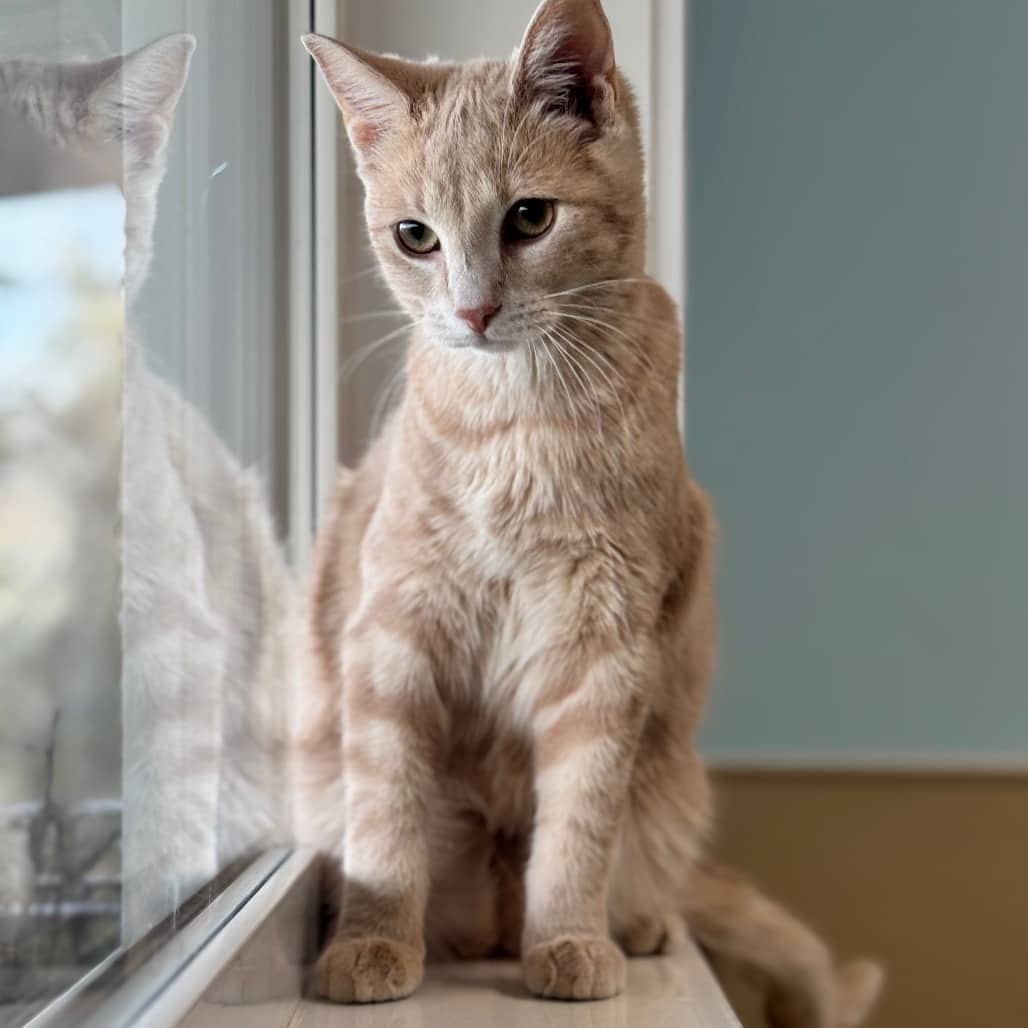 Golden - Domestic Shorthair available for adoption