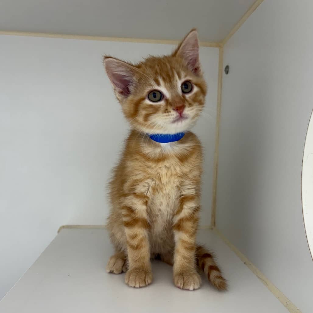 Zen - Domestic Shorthair / Unknown cat available for adoption at Saskatoon SPCA in Saskatoon