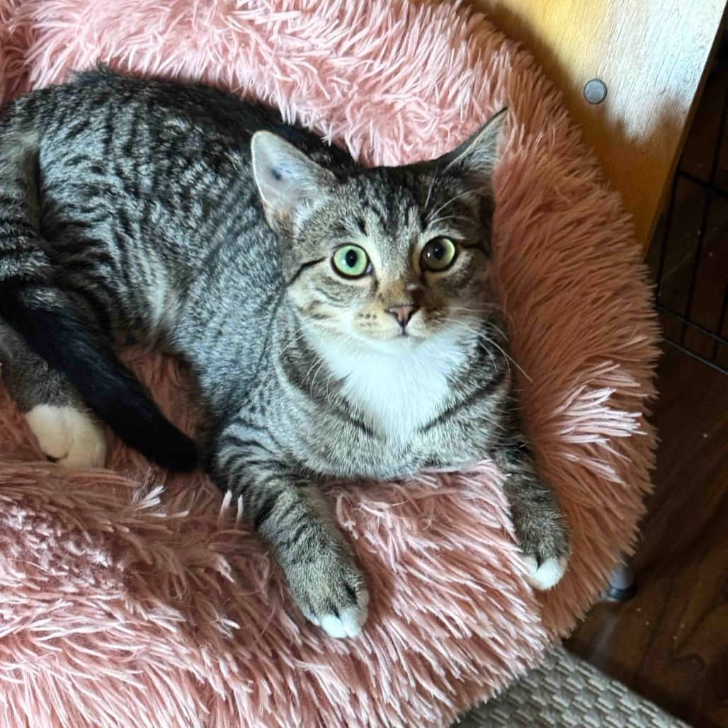 Dandelion - Domestic Shorthair available for adoption